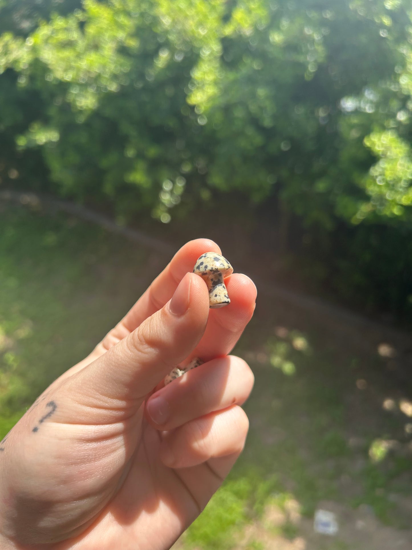 Dalmatian Jasper mushroom