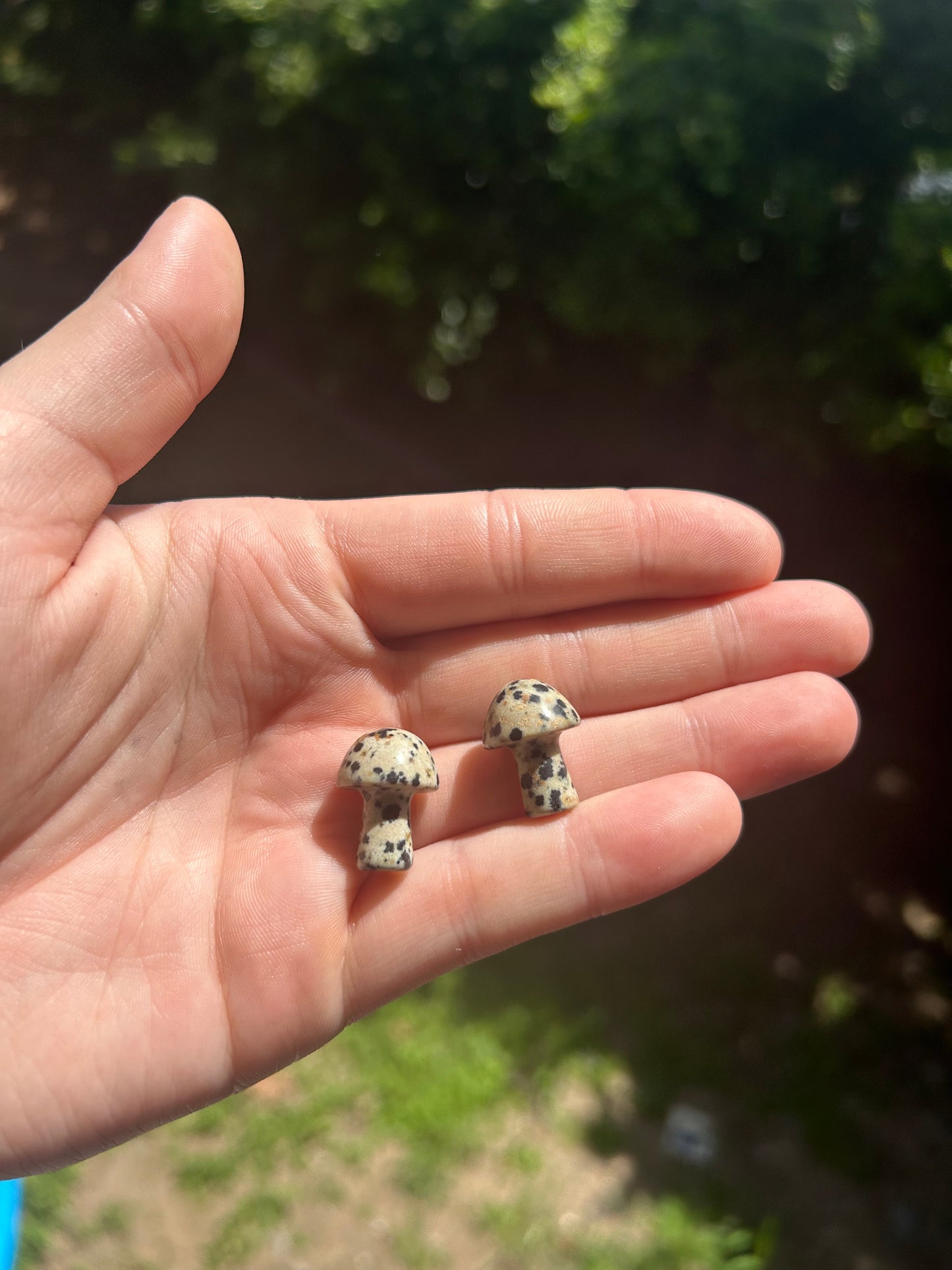 Dalmatian Jasper mushroom