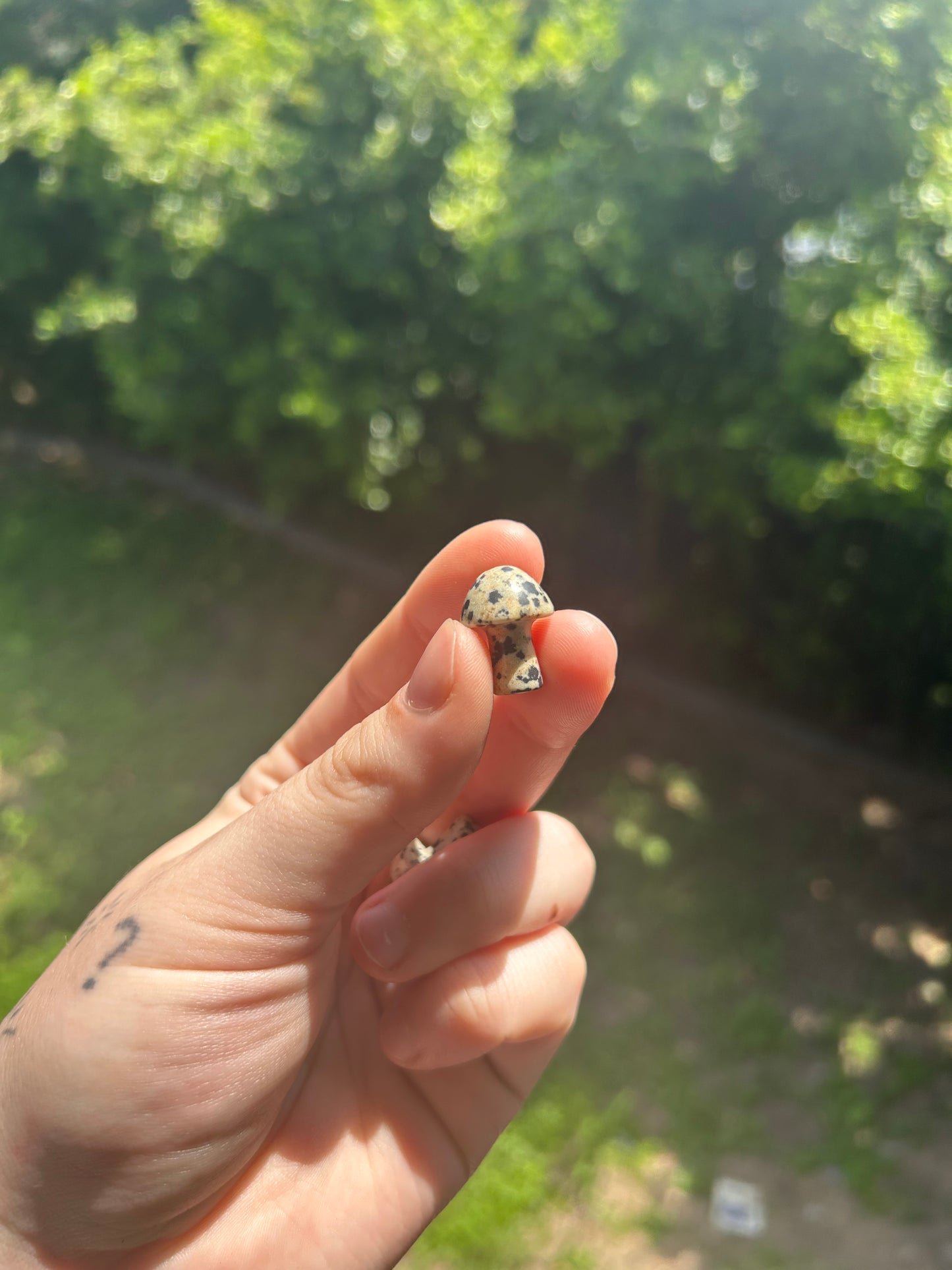 Dalmatian Jasper mushroom